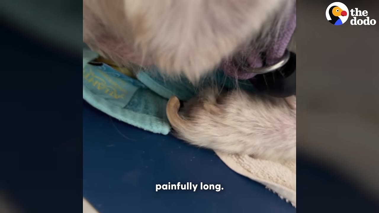A close-up shot of a dog's white paw showing an extremely long, curled nail resting on a blue surface.