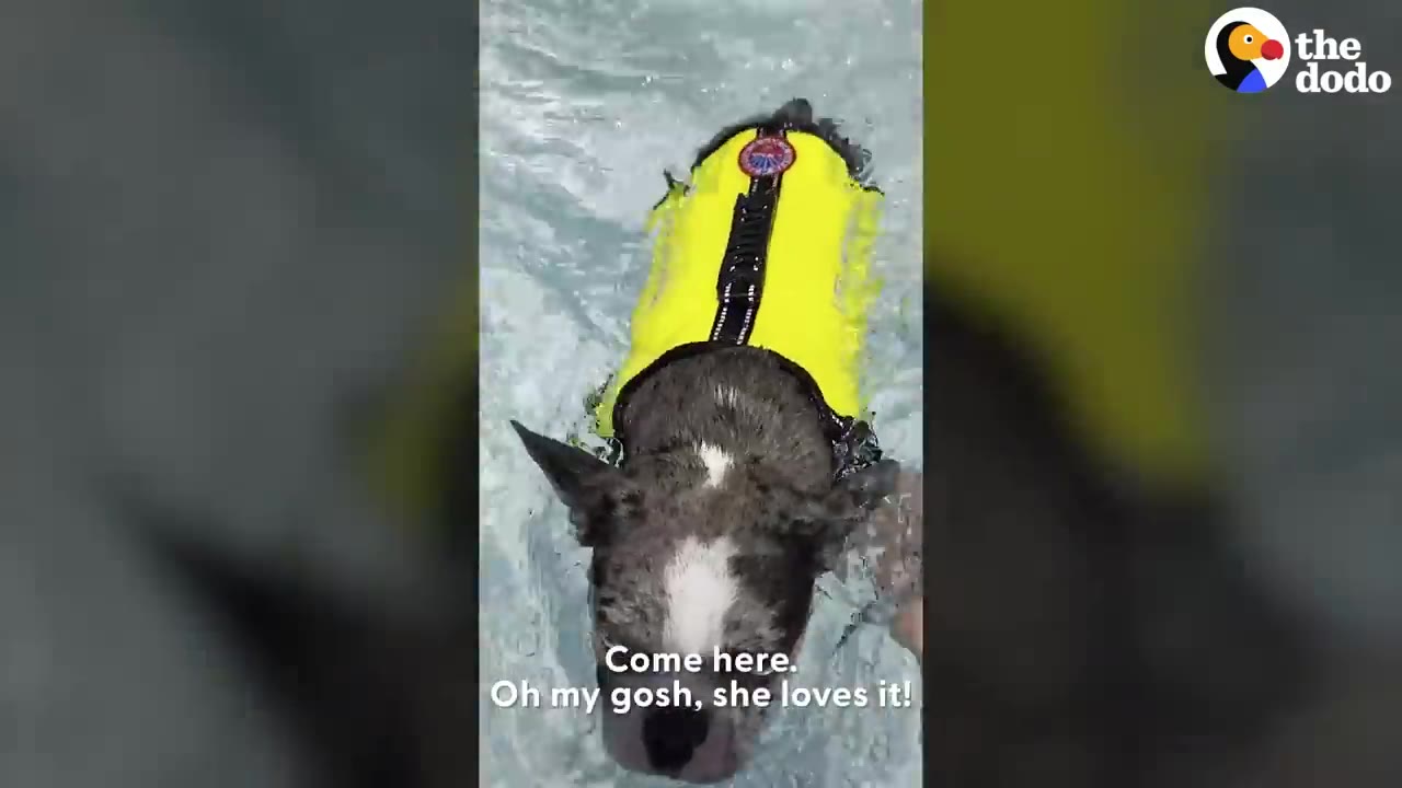 A gray and white dog wearing a bright yellow life jacket swimming through clear pool water.