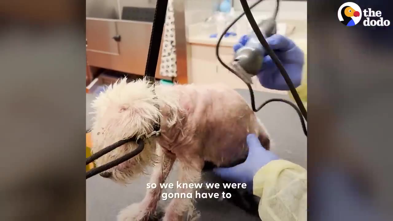 A small, scruffy dog standing on a grooming table as a person in blue gloves uses electric clippers to shave its fur.