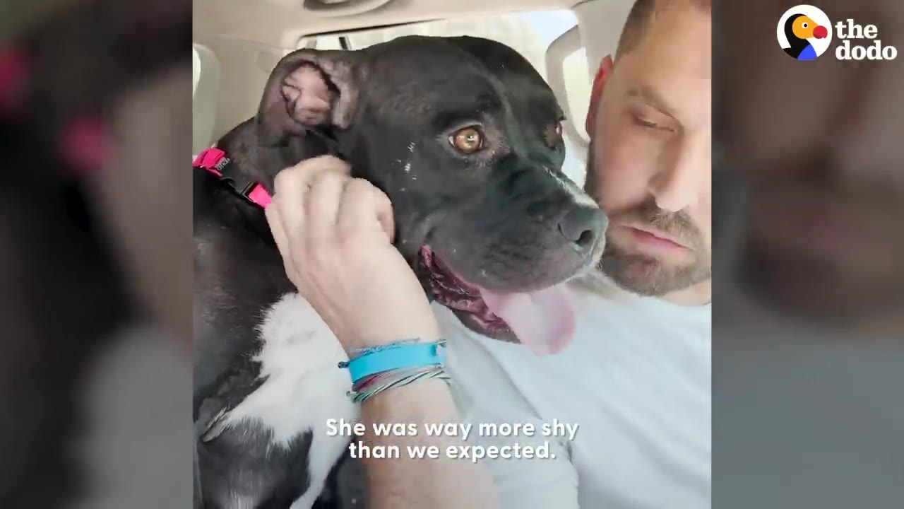 A man comforting a shy black and white dog sitting inside a vehicle during a car ride.
