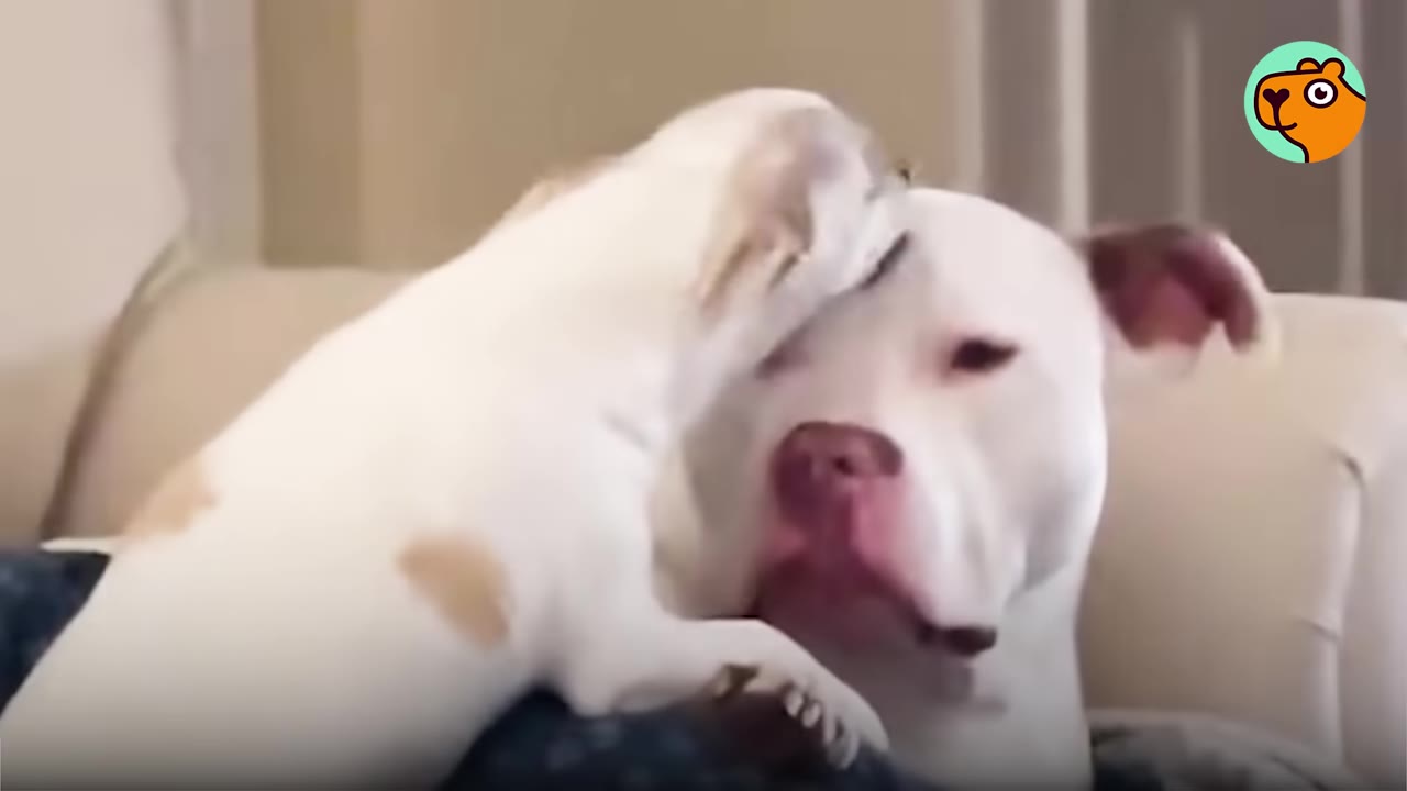 A small white dog eagerly leans against a larger white pit bull looking stoic on a sofa.