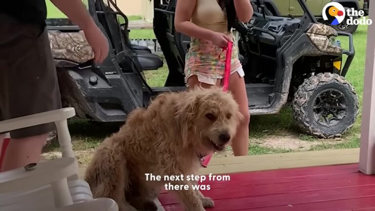 Michigan Rescuers Bring A Filthy Dog To The Groomer, But Nothing Prepares Them For What They See Four Hours Later