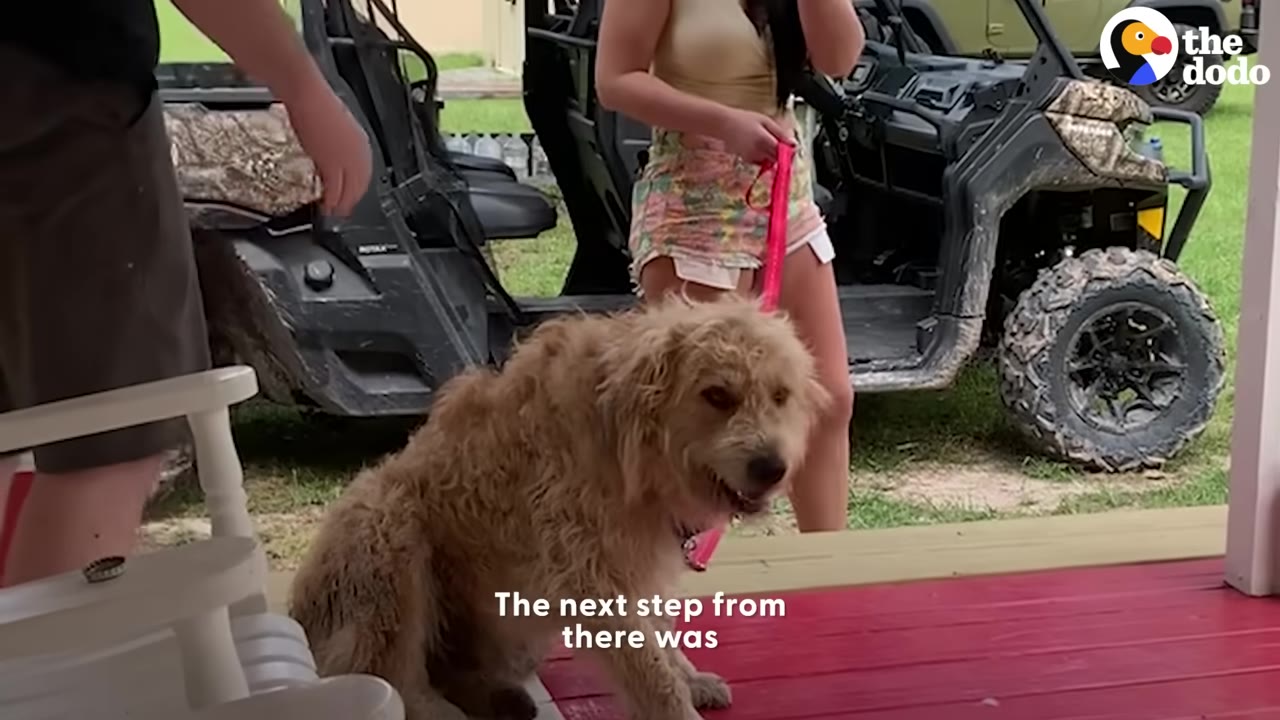 A scruffy, light brown dog sitting on a wooden deck outdoors while a person stands behind holding a pink leash.
