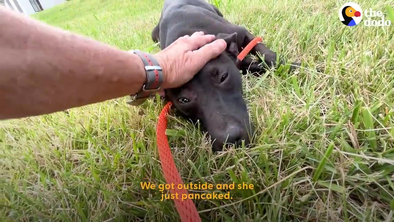 A person gently pets a black dog lying down flat on grass while wearing an orange leash.