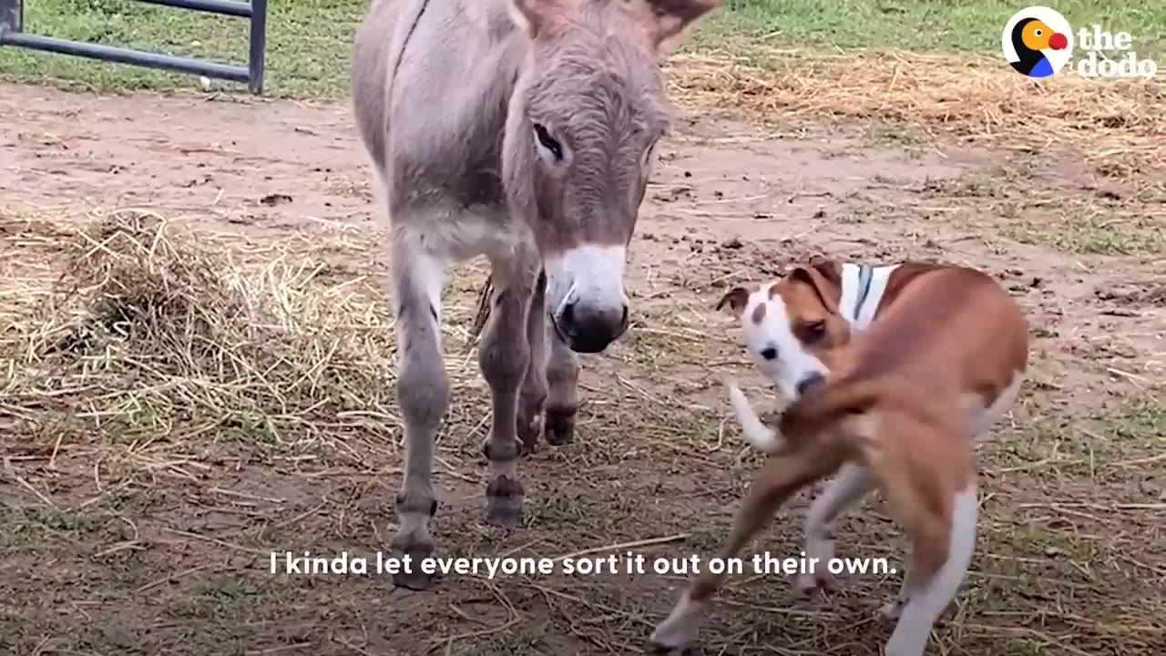 A brown and white dog and a grey donkey stand close together in a dirt yard, with text on screen reading 'I kinda let everyone sort it out on their own.'