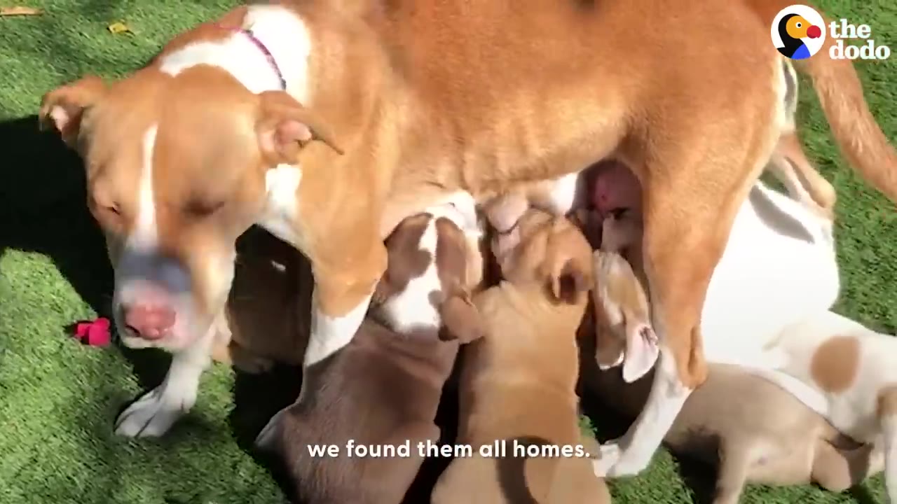 A tan and white dog stands on green grass while several puppies nurse beneath her.