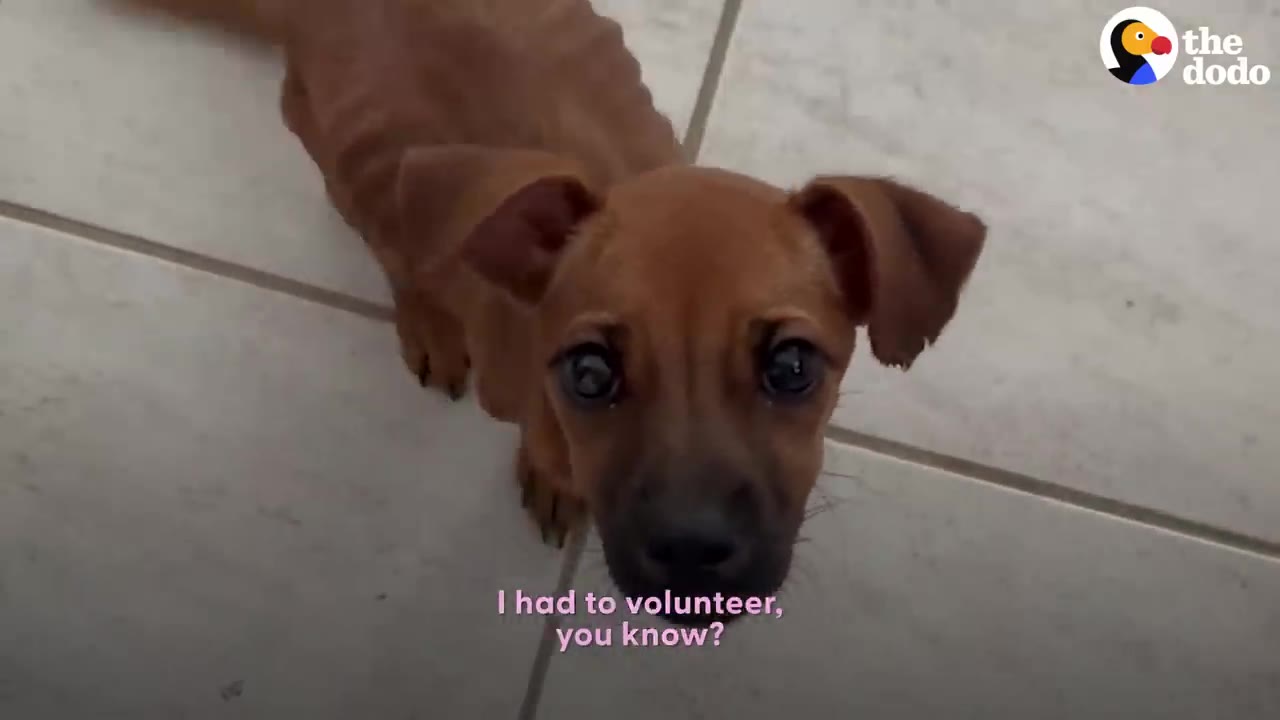 A thin, brown puppy looking up at the camera while sitting on a light-colored tiled floor.