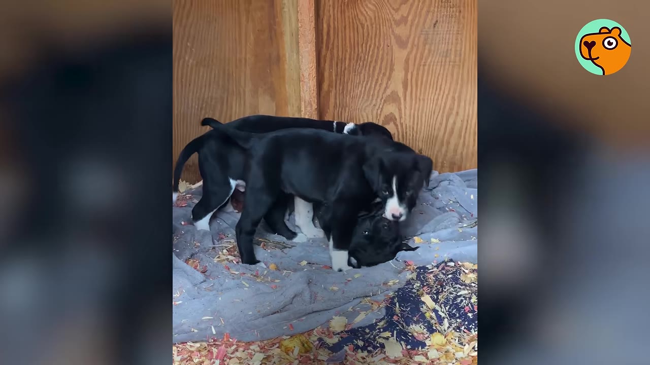 Small black puppies inside a wooden shed standing on a blanket with wood shavings around.