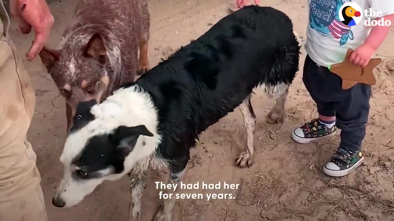 A black and white dog standing outside near another dog and a child, with text reading 'They had had her for seven years.'
