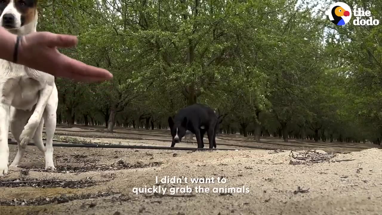 A hand reaches out towards a white and black dog standing nearby in an orchard, while a second black dog stands in the background.