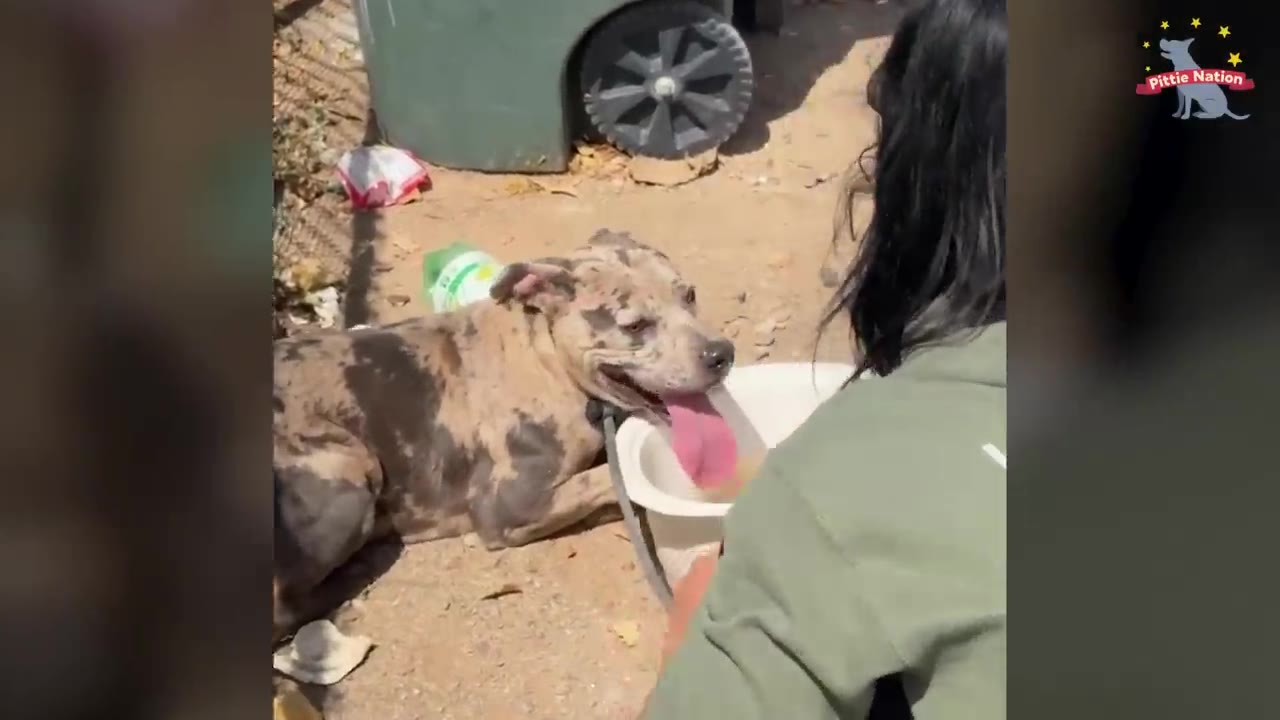 A dappled dog lying on the ground drinking from a white bowl held by a person.