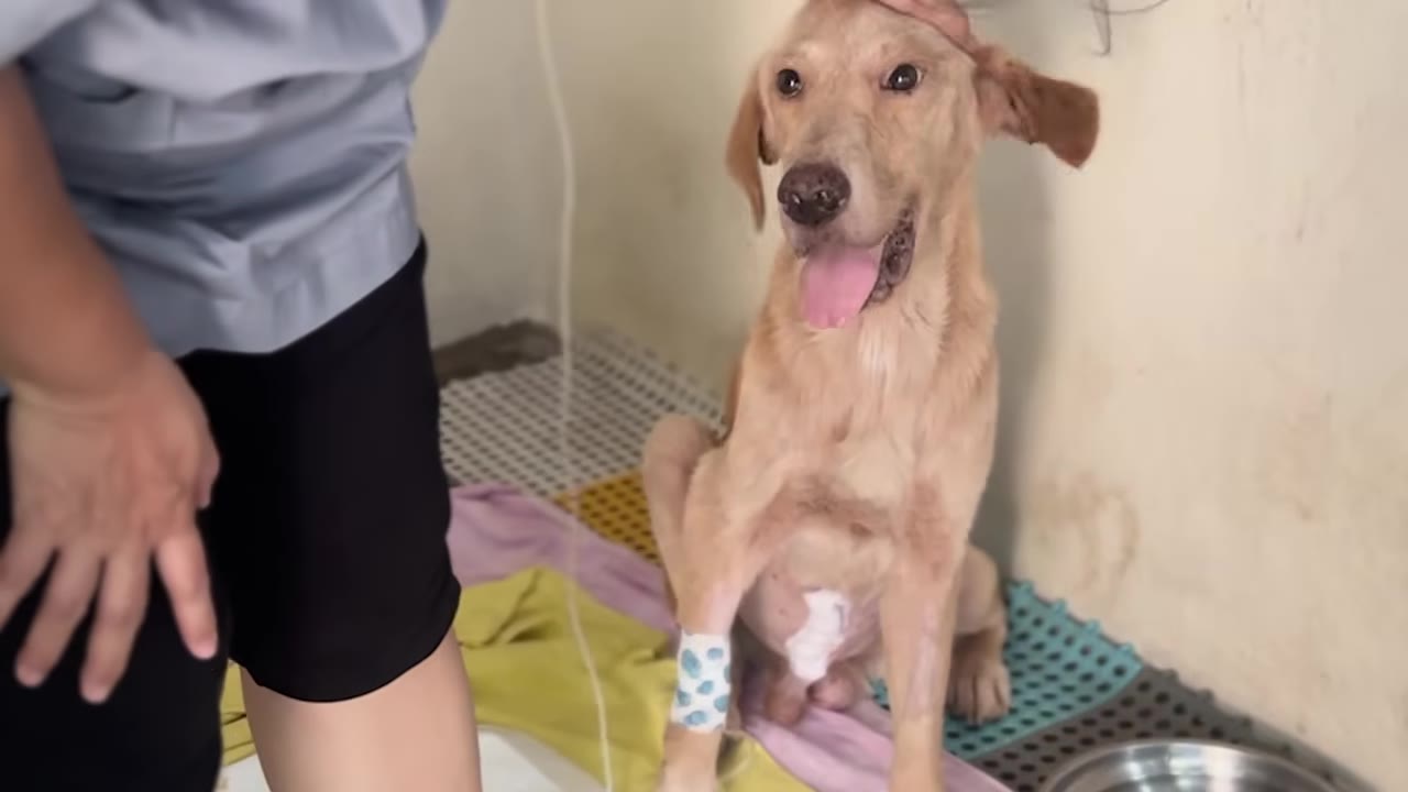 A light brown dog sitting in a vet clinic with a bandage on its leg and belly while a person pets its head.