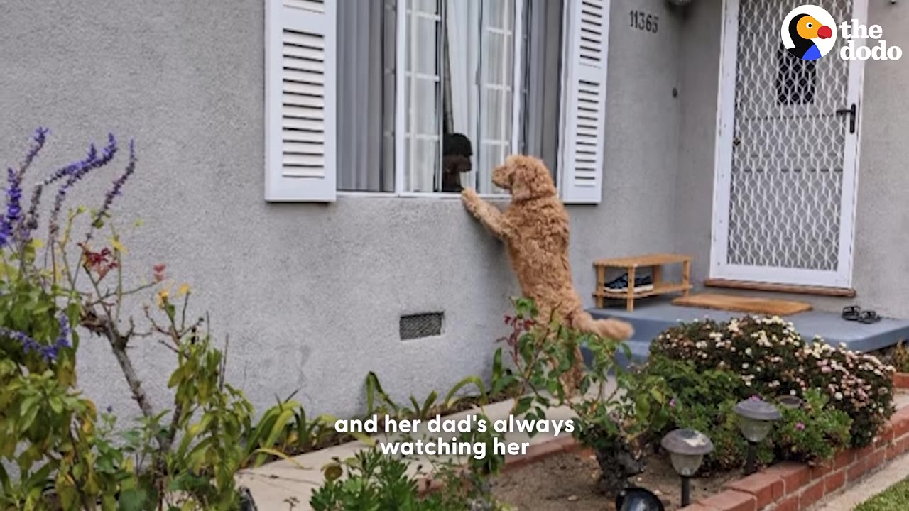 A fluffy golden-colored dog stands on its hind legs to peer into a house window, where a dark-furred dog looks back out at her.