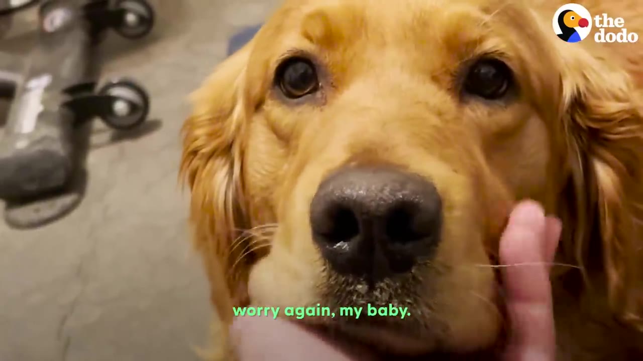 Close-up of a golden retriever being gently petted on the cheek by a person's hand.