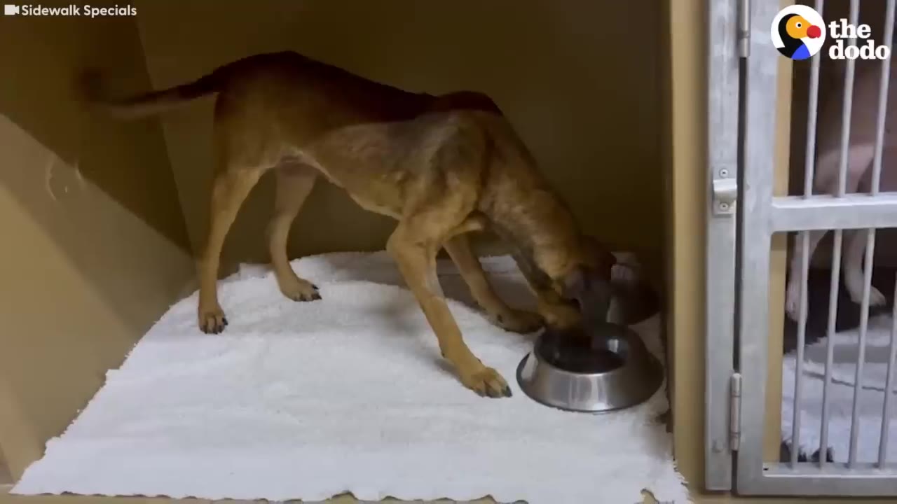 A thin, brown dog eating from a metal bowl inside a shelter kennel lined with a white towel.
