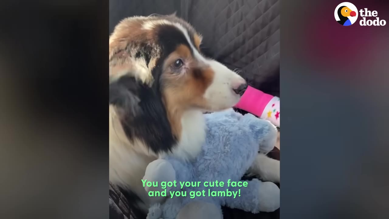 An Australian Shepherd dog with a pink bandage on its leg rests next to a blue stuffed toy.