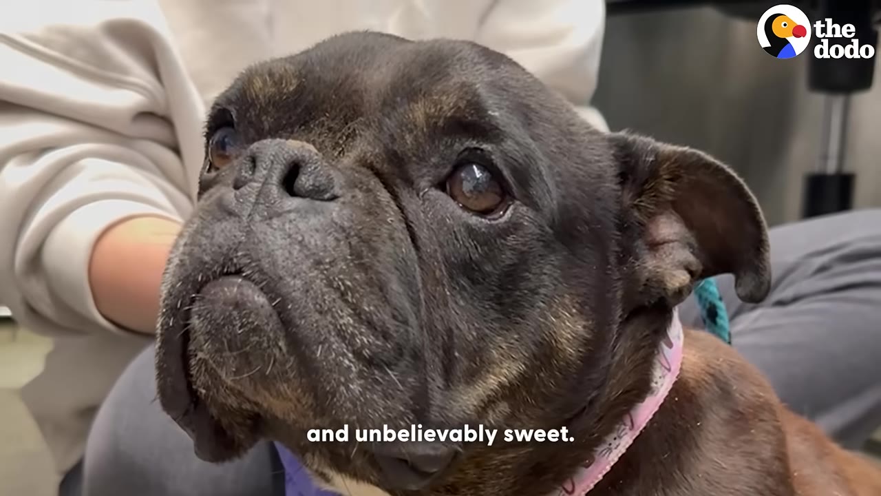 A close-up of a dark brindle French bulldog looking up with wide, expressive eyes while being held by a person.