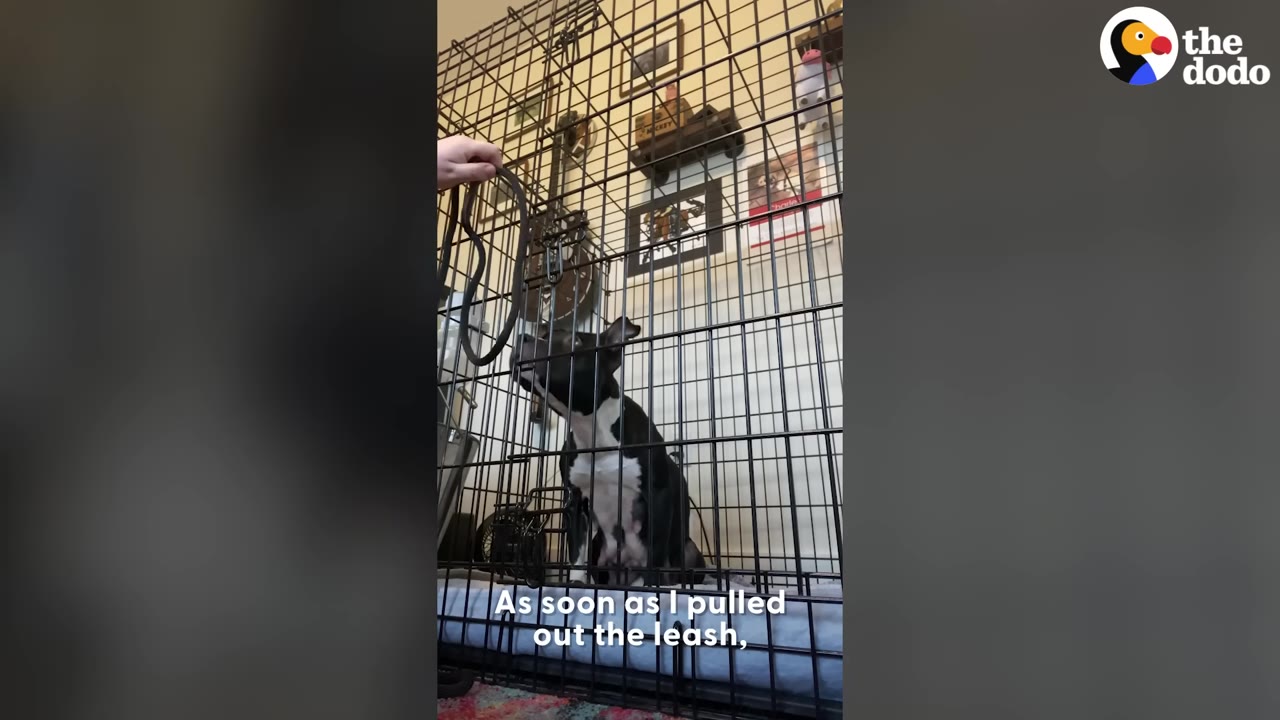 A black and white dog sits inside a wire crate, looking up at a person's hand holding a black leash near the top of the crate.