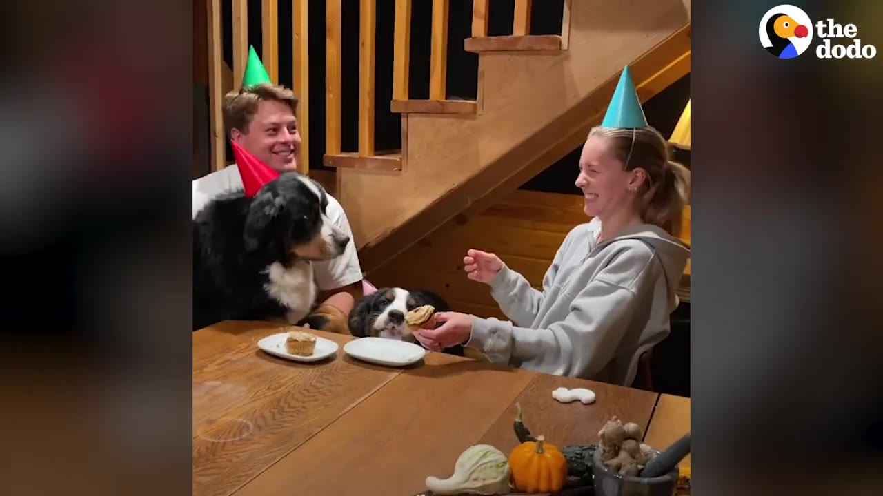 A smiling man and woman wearing party hats celebrate at a wooden table with two Bernese Mountain dogs wearing party hats and cupcakes.