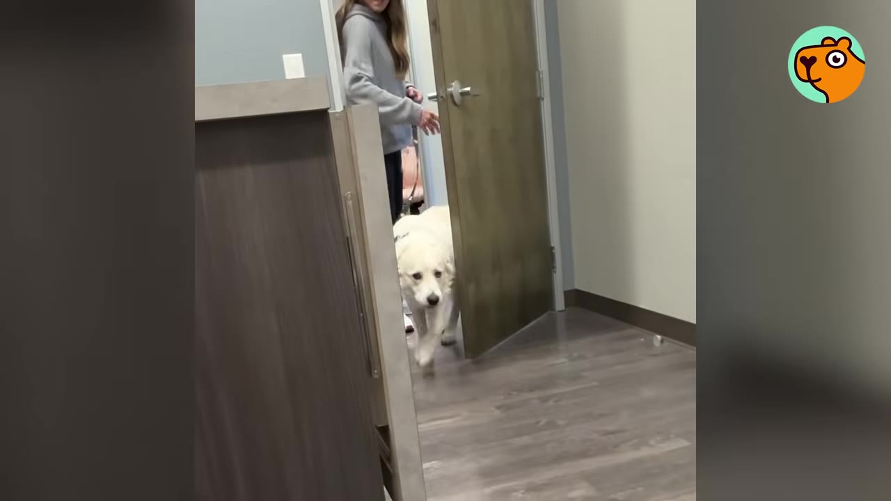 A white Great Pyrenees dog walks through an open doorway into a room, followed by a person in a grey sweatshirt.