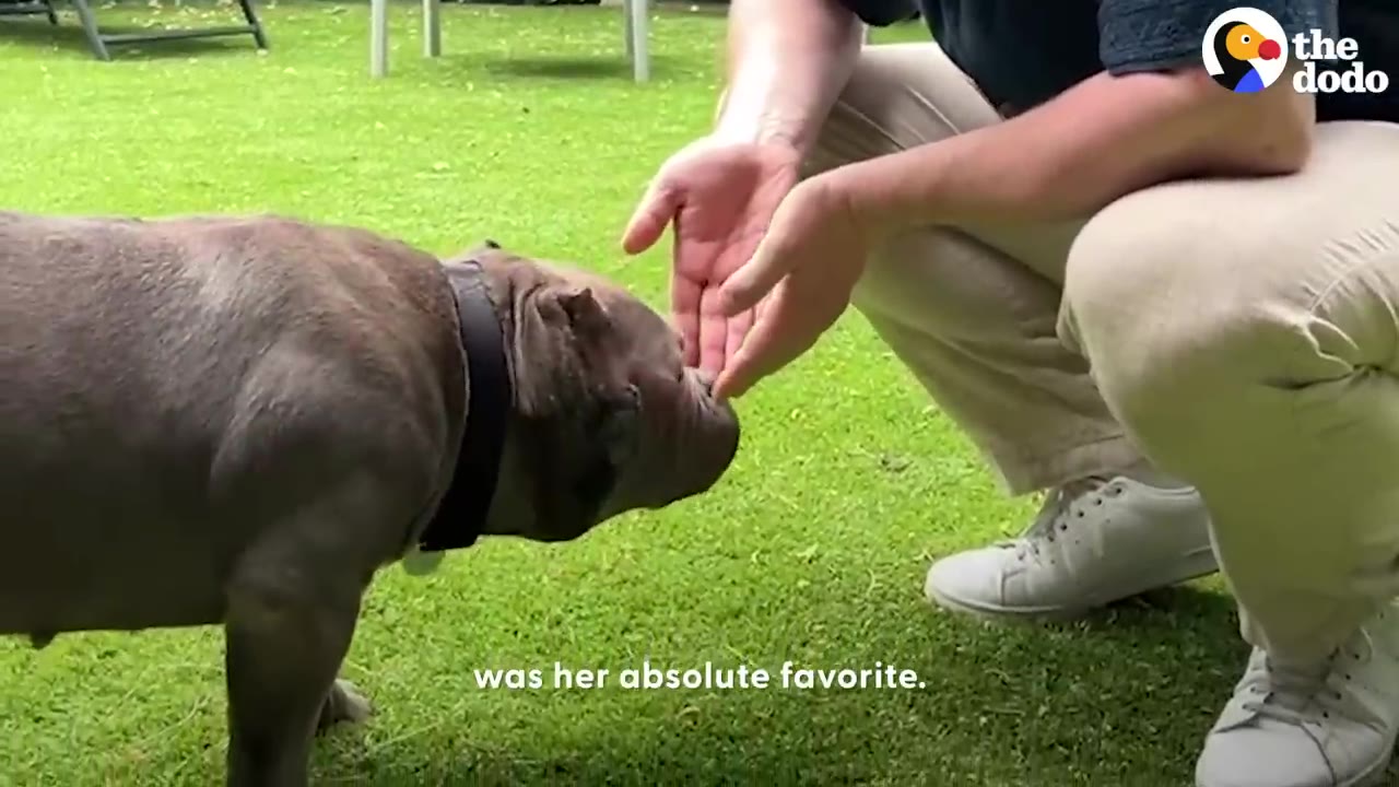 A short, gray dog touches its nose to the open hands of a person crouching outside on a grassy lawn.