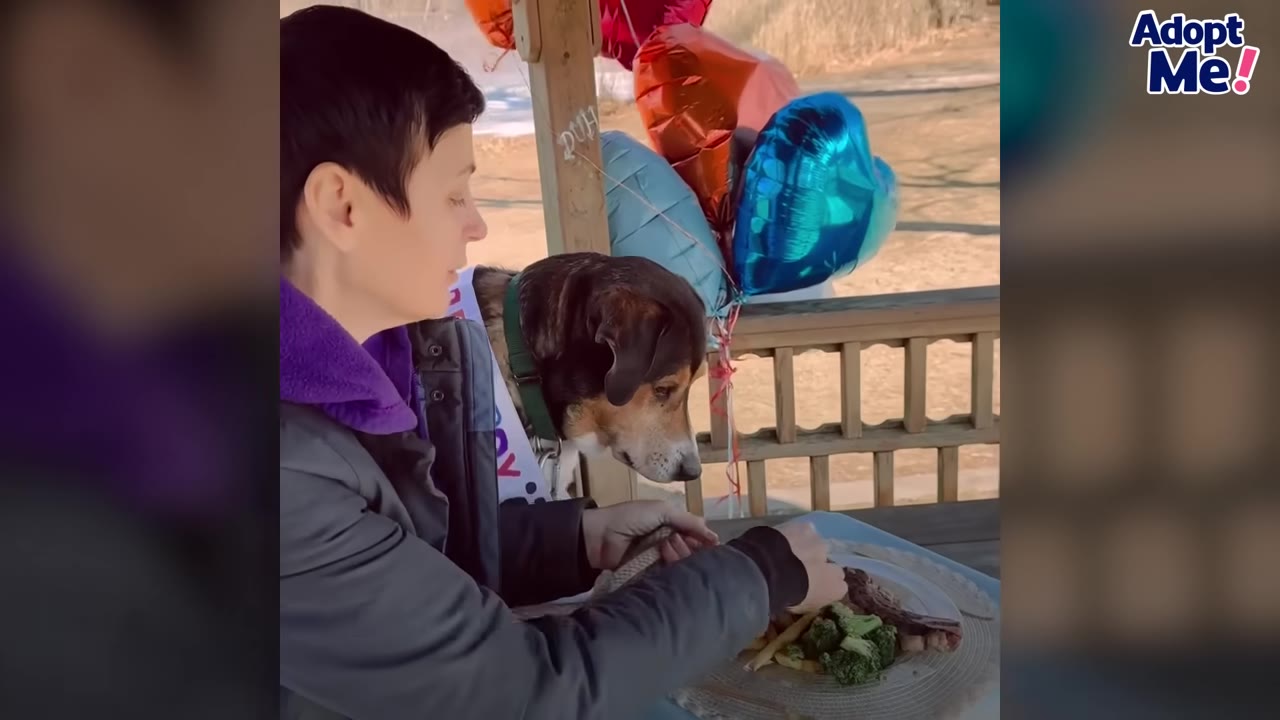 A woman sitting at an outdoor table with a dog beside her, preparing a plate of steak and broccoli under colorful heart-shaped balloons.