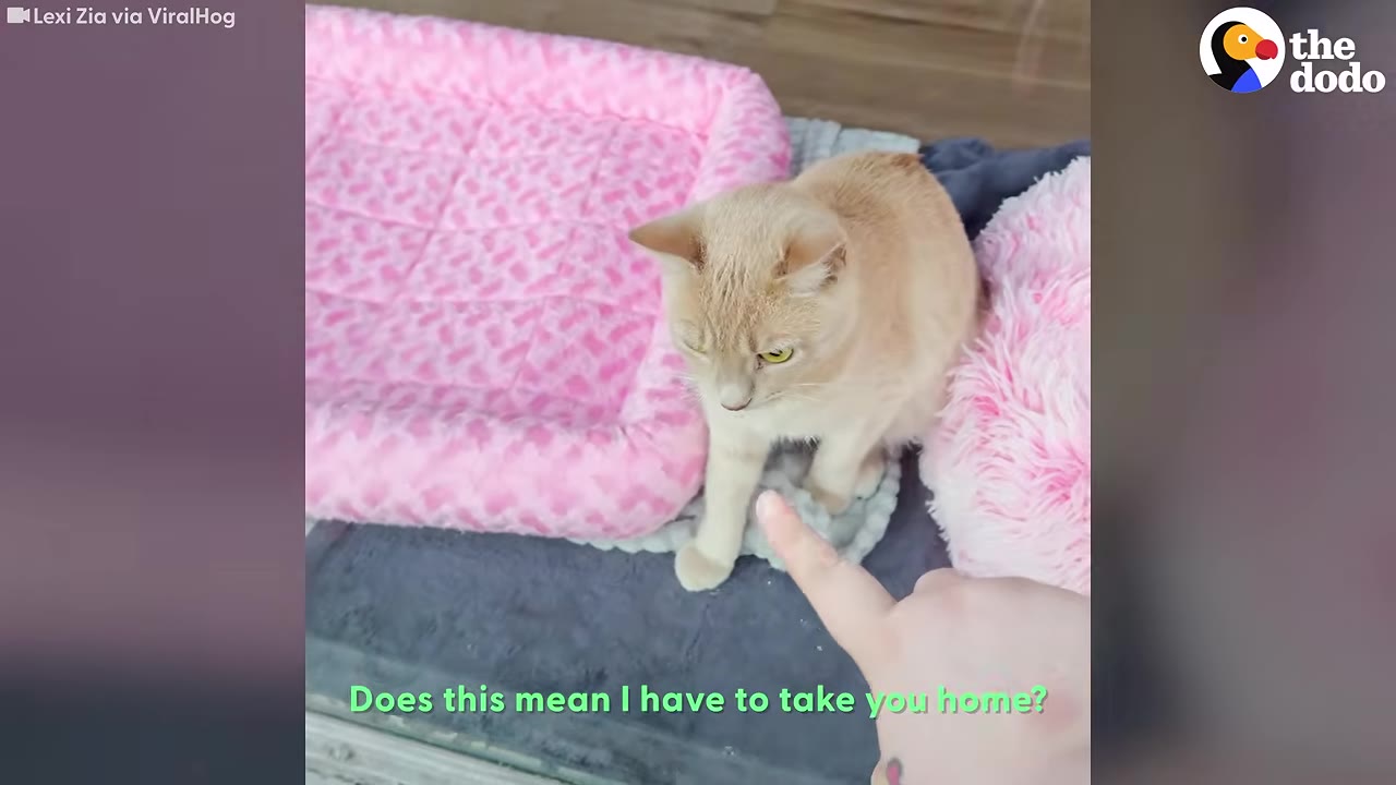 A light orange cat sitting next to a pink pet bed as a person's hand points toward it, with the subtitle 'Does this mean I have to take you home?'