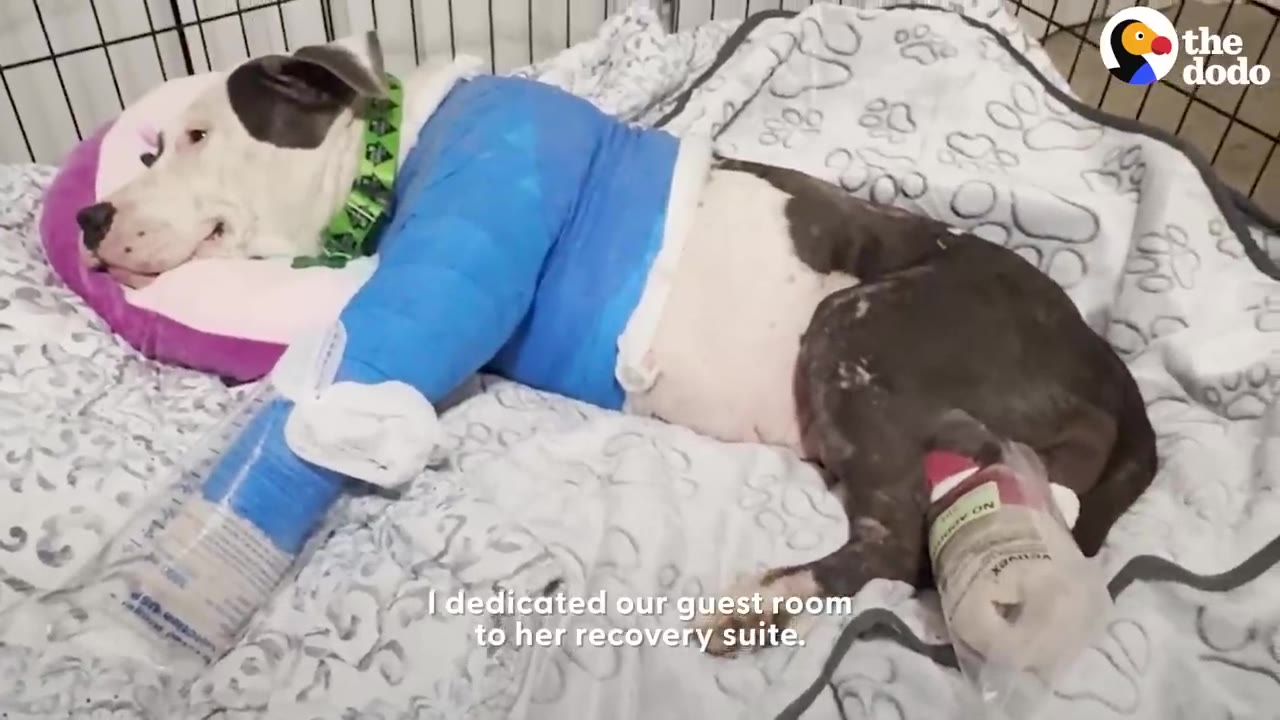 A pit bull mix with bandages and casts on her legs lies resting comfortably on a soft bed inside a recovery area.