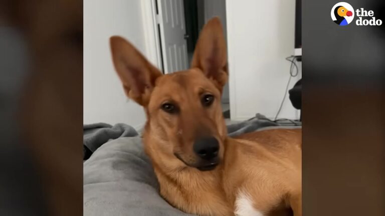 Dog Was Returned To Texas Shelter Four Times, Then A Pregnant Woman Noticed Something Others Had Missed