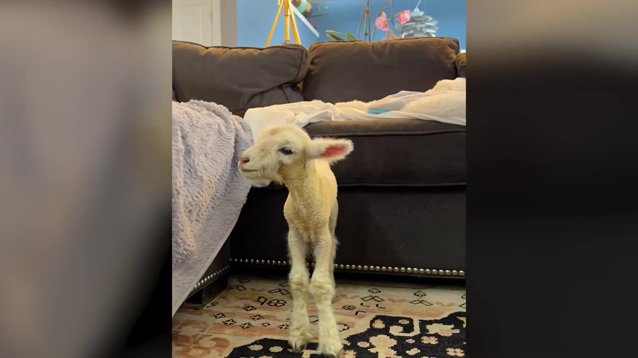 A small white lamb standing on a rug in front of a dark brown sofa in a living room.