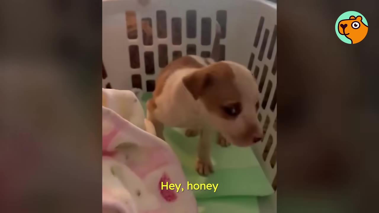 A tiny brown and white puppy stands up inside a plastic laundry basket on a green pad.
