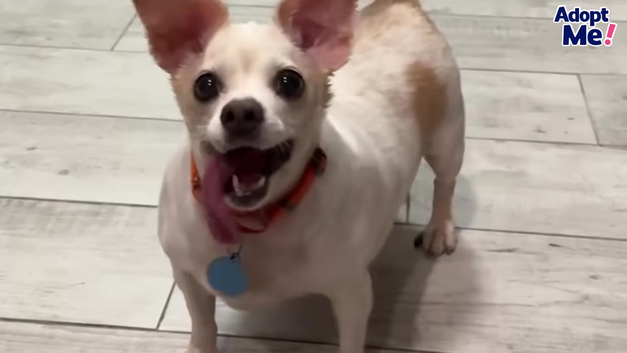 A small light-colored Chihuahua mix dog with large perked ears, an orange collar, and her tongue hanging out stands on a light wooden floor looking upward.