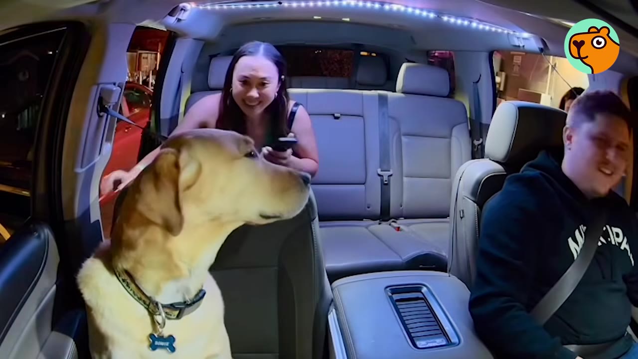 A yellow Labrador retriever sitting stubbornly in the front passenger seat of a car as a woman opens the door behind him and a man sits in the driver's seat.