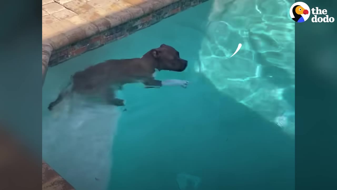 A dog swimming in clear blue pool water near the concrete edge.