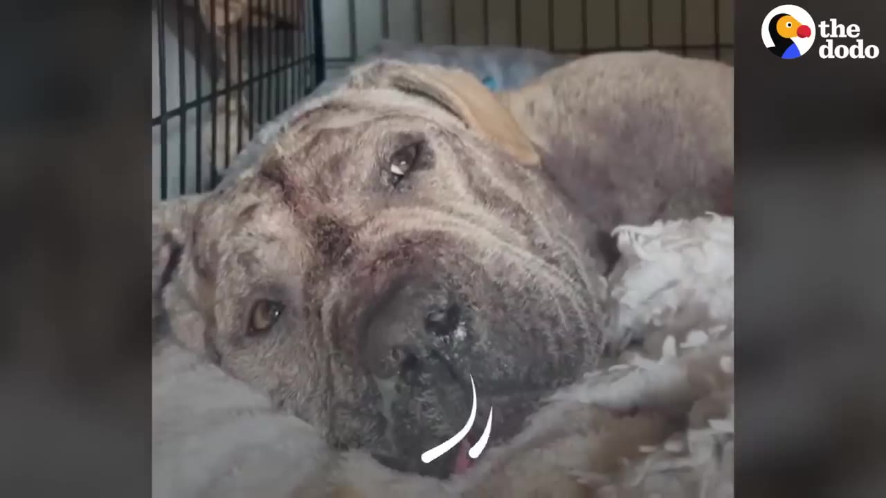 A wrinkly brindle dog lying down on a soft bed inside a crate with its head resting on a blanket.