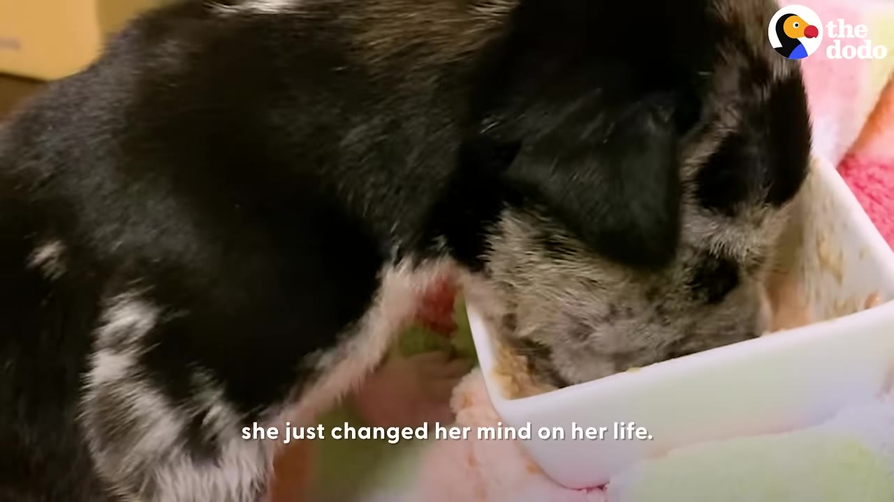 A close-up of a black and grey speckled puppy eating food from a white bowl, with the subtitle 'she just changed her mind on her life.'