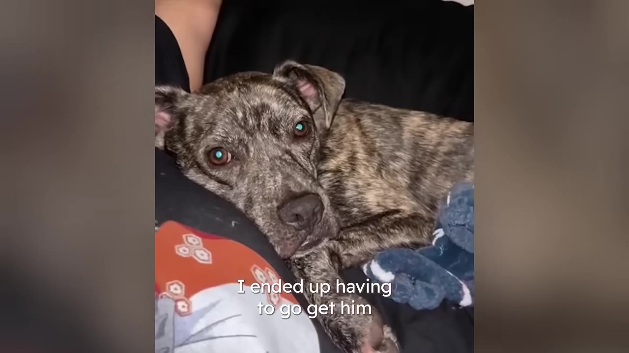 A brindle dog lies down on a dark blanket, looking up with wide, expressive eyes.