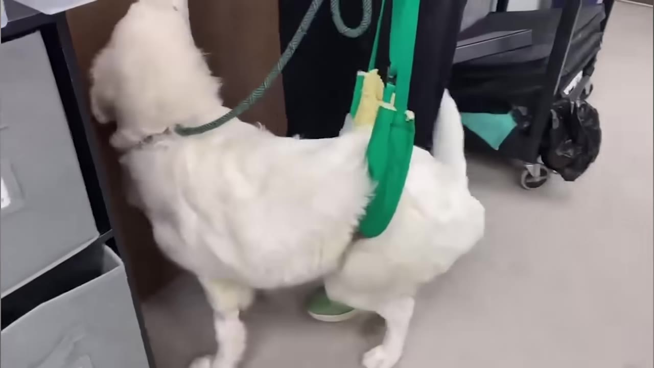 A white dog wearing a green support sling around its hindquarters stands in an office or clinic setting.