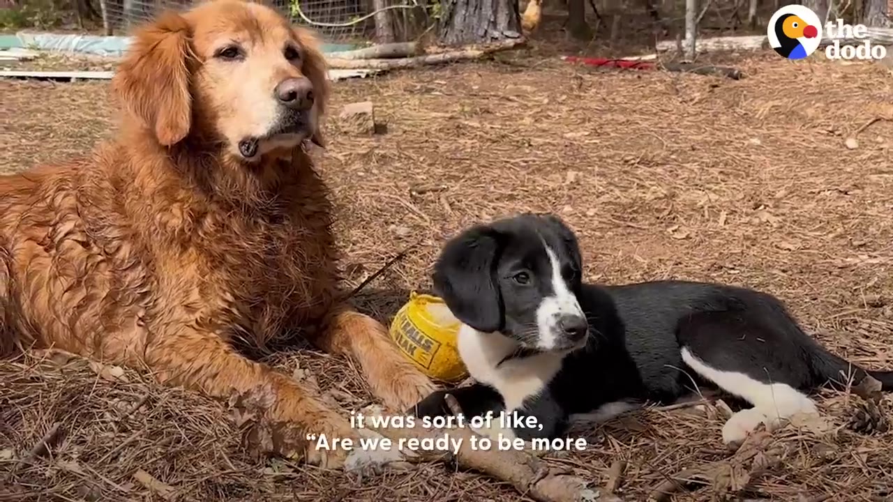 A golden retriever and a black-and-white puppy lie together on a bed of dry leaves and pine needles outdoors.