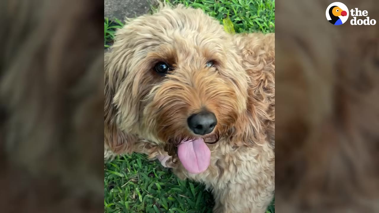 Close-up shot of a fluffy, golden-furred dog with its tongue sticking out while standing on grass.