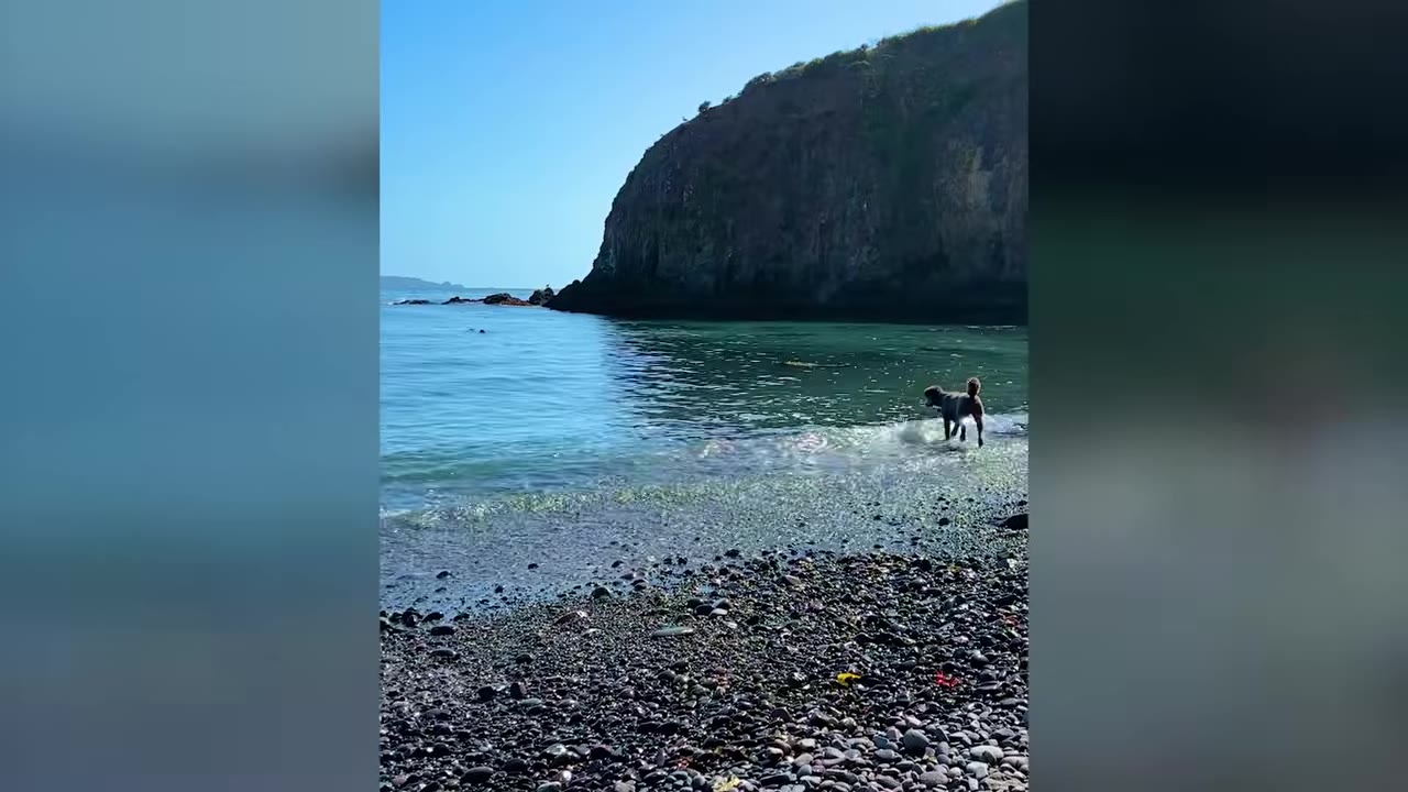 A dark dog stands at the shoreline of a pebble beach looking out at the calm ocean near high rocky cliffs.