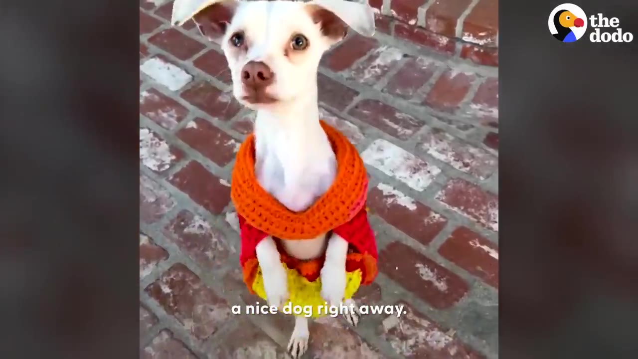 A small white dog wearing a colorful orange, red, and yellow knitted sweater stands on its hind legs on a brick patio, looking up with wide, curious eyes.