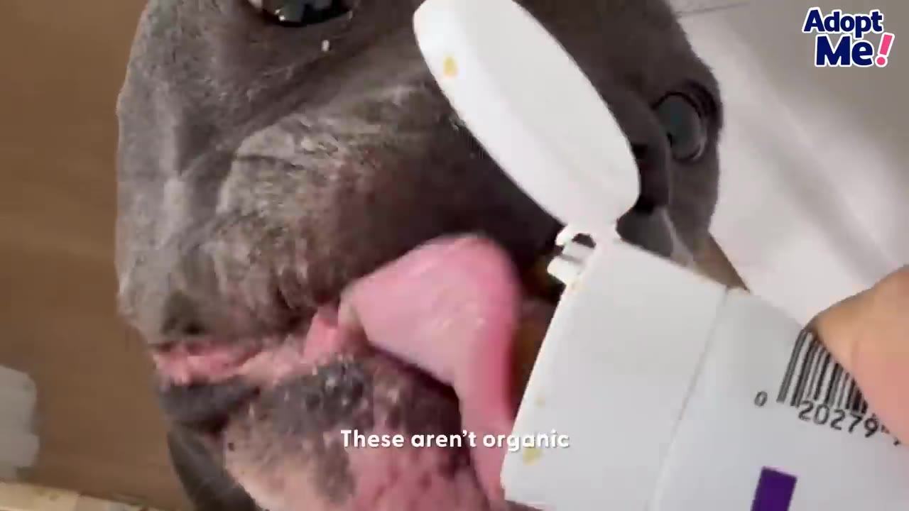A close-up of a grey dog licking a treat from a white squeeze tube, with the caption 'These aren't organic' on the screen.
