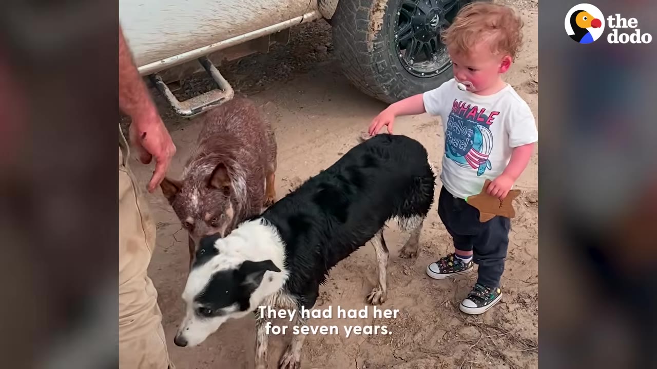 A black and white dog standing outdoors next to a small child wearing a graphic t-shirt and another brown dog.