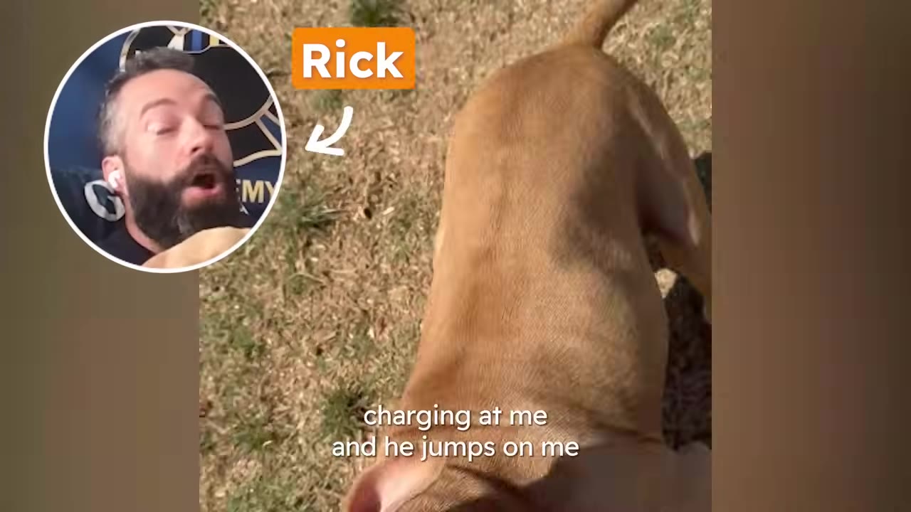 A video frame showing a tan pit bull running forward with an inset circle featuring a bearded man named Rick looking startled, accompanied by text that reads 'charging at me and he jumps on me'.