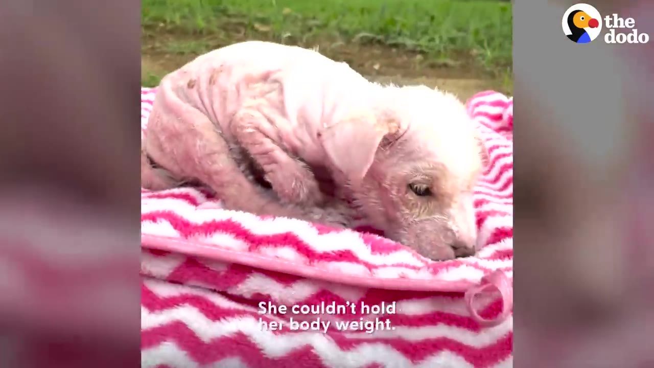 A frail, hairless puppy lying curled up on a pink and white patterned blanket, unable to hold itself up.