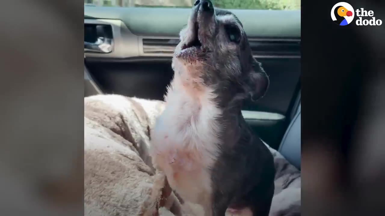 A small, grey and white chihuahua-mix dog sitting in a car seat, tilting its head back with its mouth open as if howling or barking.
