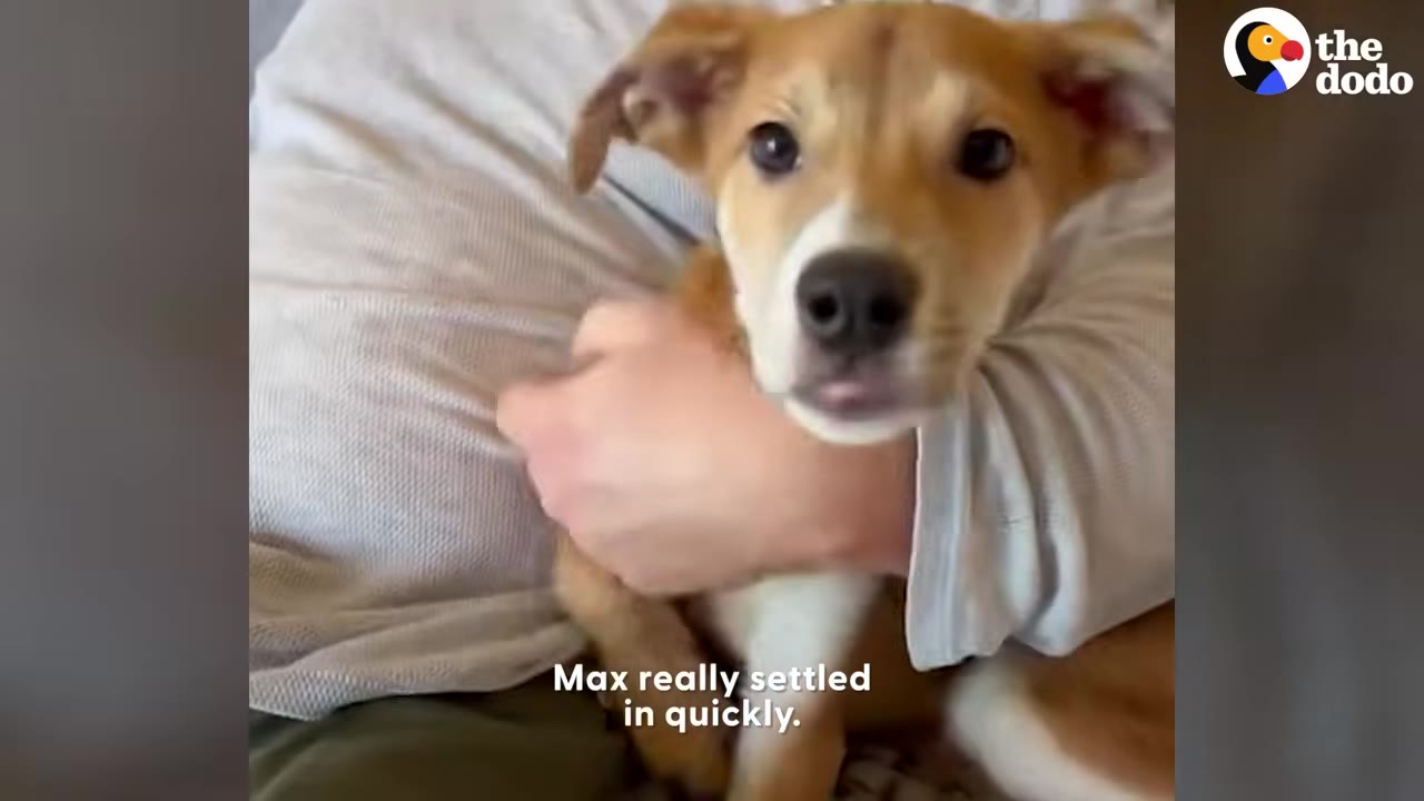 A small tan puppy with white chest markings looks into the camera while held safely by a person.