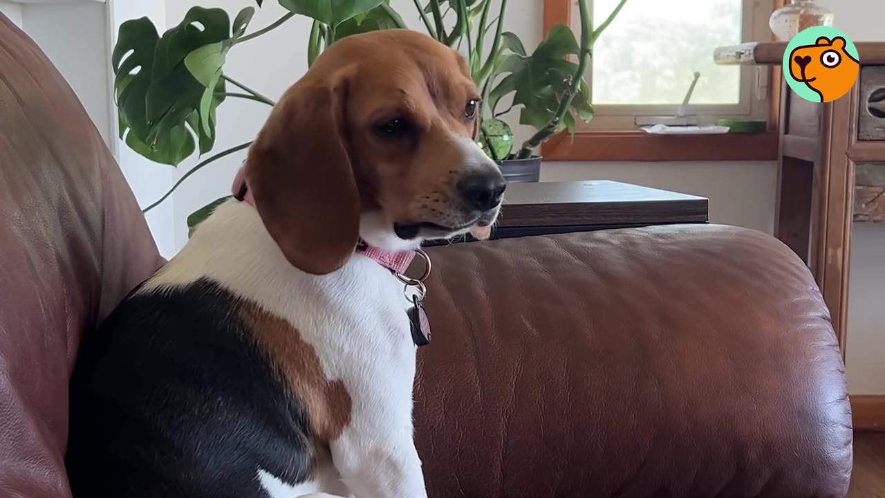 A tricolor beagle sitting cautiously on a brown leather couch, looking to the side with a gentle, hesitant expression.