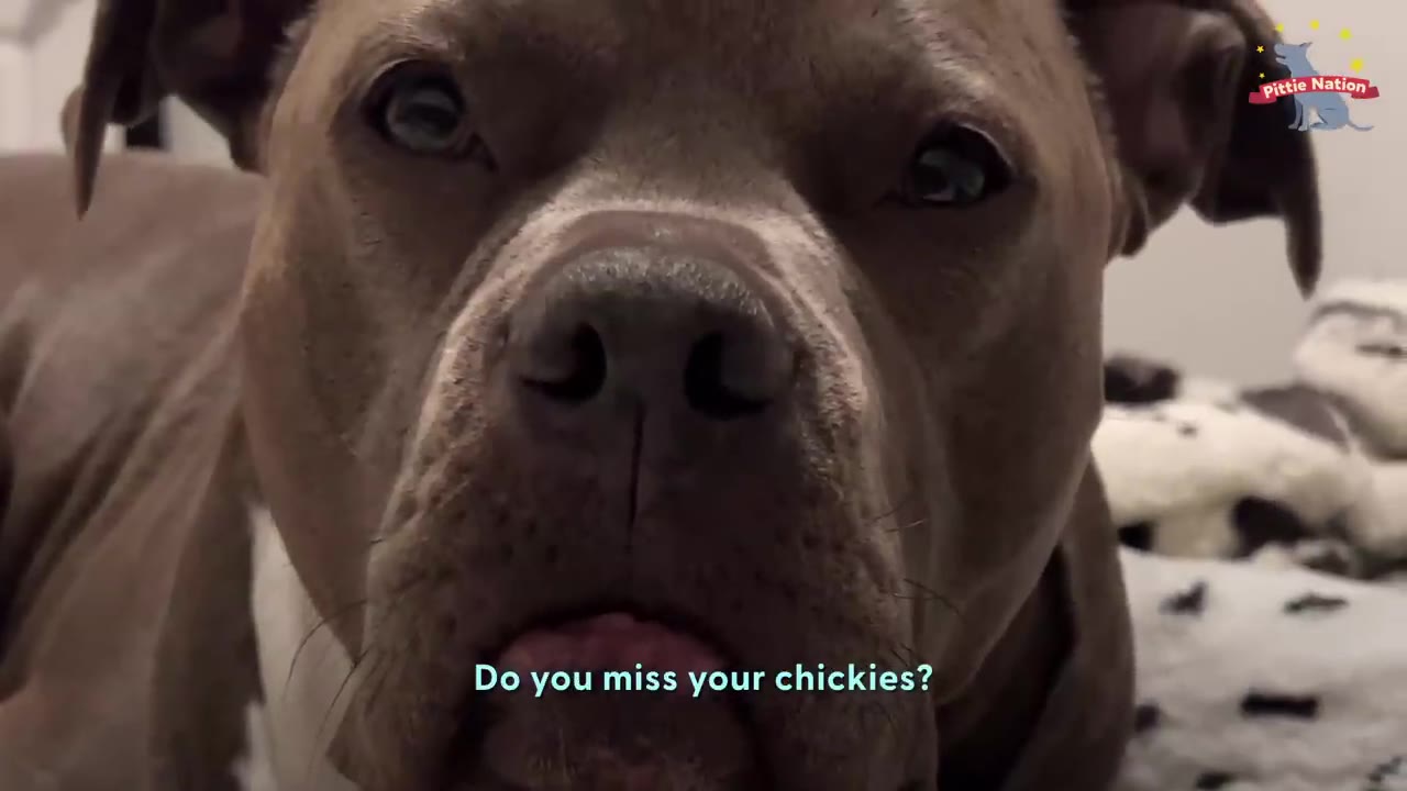 A close-up shot of a brown dog looking directly into the camera with a sad expression.